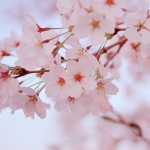 ♪桜♪
