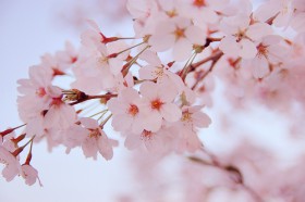 ♪桜♪