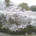 桜、、、★